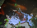 森森（SUNSUN） 魚食錦鯉飼料金魚飼料熱帶魚飼料 4mm中顆粒錦鯉飼料1000g瓶裝 含試吃裝 曬單實(shí)拍圖
