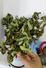 花翁梔子花帶花苞盆栽植物花卉【多分支大苗】梔子花+浪琴盆源頭直發(fā) 曬單實(shí)拍圖