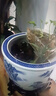 君閔景德鎮青花陶瓷古法養魚(yú)缸碗蓮睡蓮荷花戶(hù)外養龜缸庭院落地大水缸 平口龍躍鴻矯單(單缸) 40x40x25cm小號缸直徑40cm高度2 曬單實(shí)拍圖