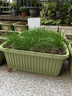 原起點(diǎn)種菜專(zhuān)用盆蔬菜種植箱家用神器大號花盆長(cháng)方形條塑料戶(hù)外庭院陽(yáng)臺 【10個(gè)】70cm長(cháng)帶輪·視窗款 升級款第三代 曬單實(shí)拍圖