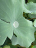 得力(deli)高品質(zhì)高透明封箱膠帶倉庫打包膠帶 60mm*100y*50um(91.4m/卷) 6卷/筒 辦公用品 30325 曬單實(shí)拍圖
