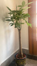 植男植女發(fā)財樹(shù)大型盆栽客廳室內真綠植辦公室開(kāi)業(yè)送禮獨桿招財樹(shù)源頭直發(fā) 曬單實(shí)拍圖