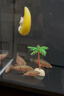米家智能桌面魚(yú)缸小米生態(tài)魚(yú)缸小型智能專(zhuān)業(yè)背濾一體缸自循環(huán) 曬單實(shí)拍圖