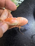 美威【冰鮮】挪威三文魚刺身切片凈重1斤  中段切片 源頭直發(fā) 曬單實(shí)拍圖
