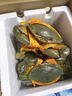 三門青蟹鮮活浙江臺州特大螃蟹公蟹紅膏母蟹肉蟹海鮮2斤禮盒送禮 370-500g/只 特大公蟹禮盒【2-3只裝】共2斤 曬單實拍圖