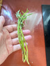 特價(jià)重瓣混色太陽花苗帶根盆栽苗四季開花陽臺大花植物帶花苞庭院 混色4-5株 2-3個(gè)色 農(nóng)場直發(fā)【精選帶根】+爆花肥 曬單實(shí)拍圖