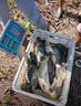 釣魚神器黑科技超聲波誘魚器探魚器電子捕戶魚器強(qiáng)效聚魚抓魚神器 一個(gè)【誘光整條河】 曬單實(shí)拍圖