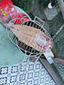 烤魚(yú)夾燒烤網(wǎng)夾子不銹鋼燒烤拍子夾板網(wǎng)燒烤配件 雙層烤網(wǎng) 烤菜夾 標準款小號（單面彎）烤1-2斤魚(yú) 曬單實(shí)拍圖