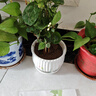 重瓣茉莉花盆栽濃香型南方四季開花帶盆驅(qū)蚊綠植花卉室內(nèi)陽臺庭院 茉莉4~5棵帶花苞發(fā)貨【送郁金香高檔陶瓷盆】 曬單實拍圖