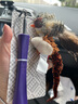 貴為（GiGwi）逗貓玩具耐咬羽毛可可替換頭伸縮逗貓棒釣幼貓小貓咪寵物玩具 曬單實(shí)拍圖
