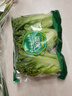 【高山鮮】鐘靈山羅馬生菜400g 曬單實拍圖
