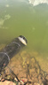 沃鼎王者神劍三代釣魚竿碳纖維超輕鯽魚竿大物竿魚桿臺(tái)釣竿7.2米 6.5H 曬單實(shí)拍圖