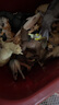 紐奇兒童動(dòng)物模型玩具男女孩仿真野生動(dòng)物園套裝啟蒙認知玩具生日禮物 曬單實(shí)拍圖