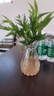 驅(qū)蚊竹柏水培植物大棵室內(nèi)水養(yǎng)綠植花卉盆栽辦公室桌面驅(qū)蚊草好養(yǎng) 精選竹柏10顆+透明鉆石瓶+肥料+彩石 曬單實(shí)拍圖