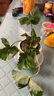 戀品惠草莓苗原土發(fā)貨開(kāi)花大果四季奶油草莓苗批發(fā)草莓苗當年結果穴盤(pán)苗 5棵奶油草莓【原土發(fā)貨】+肥料 曬單實(shí)拍圖