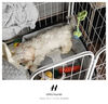 HELLOJOY狗狗玩具 耐咬磨牙棉繩球套裝寵物幼犬小狗玩具自己玩解悶5件套 曬單實(shí)拍圖