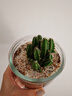 多肉植物仙人掌盆栽室內肉肉仙人球小盆栽開(kāi)花可愛(ài)桌面綠植 萬(wàn)重山+玻璃盆+黃金砂+營(yíng)養土 含盆 曬單實(shí)拍圖