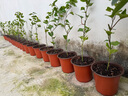 欽蜜9號百香果苗廣西純甜黃金樹(shù)苗庭院盆栽種植當年結果帶土四季 10顆 欽蜜九號黃金百香果 30—40cm 曬單實(shí)拍圖