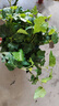 常春藤盆栽室內綠植吊蘭垂吊植物陽(yáng)臺凈化甲醛四季常青好養爬藤花 精選常春藤【原土盆*1】藤長(cháng)15-30cm 曬單實(shí)拍圖