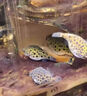 河豚飼料巧克力娃娃魚(yú)狗頭潛水艇小型觀(guān)賞魚(yú)類(lèi)促長(cháng)增肥專(zhuān)用營(yíng)養糧 【體驗裝】 130g 1瓶 沉底型 曬單實(shí)拍圖