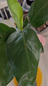 臨雅天堂鳥(niǎo)水培植物花卉室內客廳桌面好養活綠植盆栽鶴望蘭吸甲醛秋冬 水培天堂鳥(niǎo)【20-30厘米】1顆 曬單實(shí)拍圖