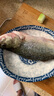鮮活沖浪河鱸魚(yú)400-500g/條 曬單實(shí)拍圖