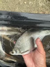 一包搞定釣魚(yú)餌料四季通殺鯽魚(yú)野釣鯉魚(yú)草魚(yú)垂釣野釣水庫黑坑通用 1包【體驗裝】 曬單實(shí)拍圖