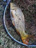釣魚(yú)王春夏鯽魚(yú)餌料黑坑通殺鯽魚(yú)大板鯽濃腥香釣魚(yú)餌料野釣四季通殺餌料 一包【鯽魚(yú)魔餌】腥香組合 曬單實(shí)拍圖