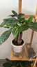 泰西絲三桿發(fā)財樹(shù)盆栽易活客廳桌面綠植擺件+花好月圓陶瓷盆 源頭直發(fā) 曬單實(shí)拍圖
