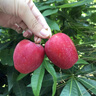 新疆香妃海棠果新鮮水果伊犁沙果孕婦小蘋(píng)果現摘脆甜雞心糖心野生 3斤裝普通快遞 曬單實(shí)拍圖