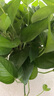雙盟綠蘿盆栽除甲醛花卉綠植辦公室新房凈化空氣180加侖4盆裝源頭直發(fā) 曬單實拍圖
