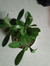 重瓣沙漠玫瑰盆栽花苗老樁植物四季花卉綠室內(nèi)陽臺(tái)小盆景好養(yǎng)易活 精品紅色8年苗【發(fā)兩盆】原盆原土【當(dāng)年開花爆盆+肥 曬單實(shí)拍圖