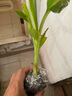 粉蕉苗香蕉苗樹(shù)苗南方矮化蕉抗寒南方紅香安南蕉帶土帶葉當年結果 粉蕉苗 二棵 曬單實(shí)拍圖
