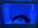 森森（SUNSUN）增氧泵魚(yú)缸氧氣泵家用大功率養魚(yú)充氧機水族箱大氣量增氧機器設備 插電款CQ-1000雙孔10W +8厘米氣盤(pán)套餐 曬單實(shí)拍圖