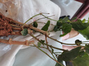 茉莉花盆栽帶花苞室內客廳水培梔子花苗陽(yáng)臺四季濃香驅蚊花卉植物 【花期帶花】茉莉花6年苗5-7棵（無(wú)盆） 曬單實(shí)拍圖