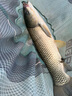 神聚釣魚(yú)小藥大瓶100ml黑坑野釣水庫(kù)春夏秋冬季鯽魚(yú)鯉魚(yú)草魚(yú)魚(yú)餌料 大麥紅薯膏 100ml 曬單實(shí)拍圖