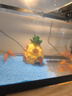 闊庭（KUOTING）魚缸水族箱生態(tài)桌面魚缸新款懶人魚缸生態(tài)造景過濾制氧一體機黑色 曬單實拍圖