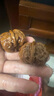 老農哥【蛤蟆頭青皮】金蟾延慶開(kāi)背文玩核桃帶皮蛙蛙呱呱自開(kāi)小眾賭青皮 金蟬蛤蟆頭 52-53mm蛤蟆頭青果【1對】 曬單實(shí)拍圖