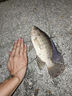 創(chuàng)威釣魚竿手竿超硬輕量碳素漁具魚竿鰱鳙竿鯽魚竿臺釣竿凌天二代三代 6.3m 二代大綜合【強硬挺大釣重】 曬單實拍圖