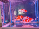 螢一洛順豐純種錦鯉觀(guān)賞魚(yú)活魚(yú)紅白金魚(yú)錦鯉觀(guān)賞魚(yú)魚(yú)觀(guān)賞魚(yú)大號鯉魚(yú) 三色 14-16厘米2條送1條運損 1mm 曬單實(shí)拍圖
