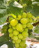 花賽特大巨峰藍寶石紅富士葡萄苗南北方種植耐寒庭院爬藤無(wú)籽葡萄樹(shù)苗 一樹(shù)多果 2年苗 曬單實(shí)拍圖