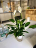 OUOETY一帆風(fēng)順白掌盆栽綠蘿花卉植物室內花水培綠植好養發(fā)財樹(shù)吸除甲醛 精品白掌1株(原盆)肥料 含盆 曬單實(shí)拍圖