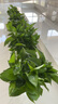 雙盟綠蘿盆栽除甲醛花卉綠植辦公新房?jì)艋諝?80龍蛋光面4盆源頭直發(fā) 曬單實(shí)拍圖