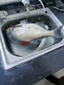 神鯊湖庫(kù)王4.5米魚(yú)竿超輕超硬碳素釣魚(yú)竿手竿臺(tái)釣竿鯉魚(yú)桿鯽魚(yú)竿漁具 曬單實(shí)拍圖