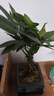 【辮子發(fā)財(cái)樹(shù)】年宵花?室內(nèi)客廳禪意招財(cái)樹(shù)盆景辦公室好養(yǎng)四季 辮子發(fā)財(cái)樹(shù)+【四方山水畫(huà)盆】+方底座 曬單實(shí)拍圖