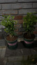 開(kāi)時(shí)果 茉莉花盆栽濃香型 桌面綠植物陽(yáng)臺(tái)花卉樹(shù)苗盆景擺件源頭直發(fā)包郵 精品茉莉花5-10株【加侖盆】 曬單實(shí)拍圖