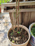 驅蚊蟲(chóng)金絲吊蝴蝶花卉綠植盆栽室內外陽(yáng)臺四季開(kāi)花 混色【濃香耐寒+驅蚊蟲(chóng)】四季開(kāi)花 花期300天10年苗【買(mǎi)一送一】開(kāi)花爆滿(mǎn) 曬單實(shí)拍圖