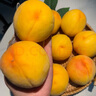 京鮮生 蒙陰黃桃 凈重4.5斤 單果150g+ 新鮮水果源頭直發(fā) 包郵 曬單實(shí)拍圖