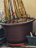 特大號塑料花盆家用戶(hù)外庭院綠植果樹(shù)盆栽鐵樹(shù)花盆加厚養荷花盆缸 紫砂色60#(外徑60cm) 底部有孔(種植盆) 曬單實(shí)拍圖