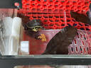 創(chuàng  )寧魚(yú)缸加熱棒自動(dòng)恒溫變頻 烏龜低水位小型迷你防漏電智能加溫器 外置顯示調節【300W】推薦：100-200L水用 曬單實(shí)拍圖